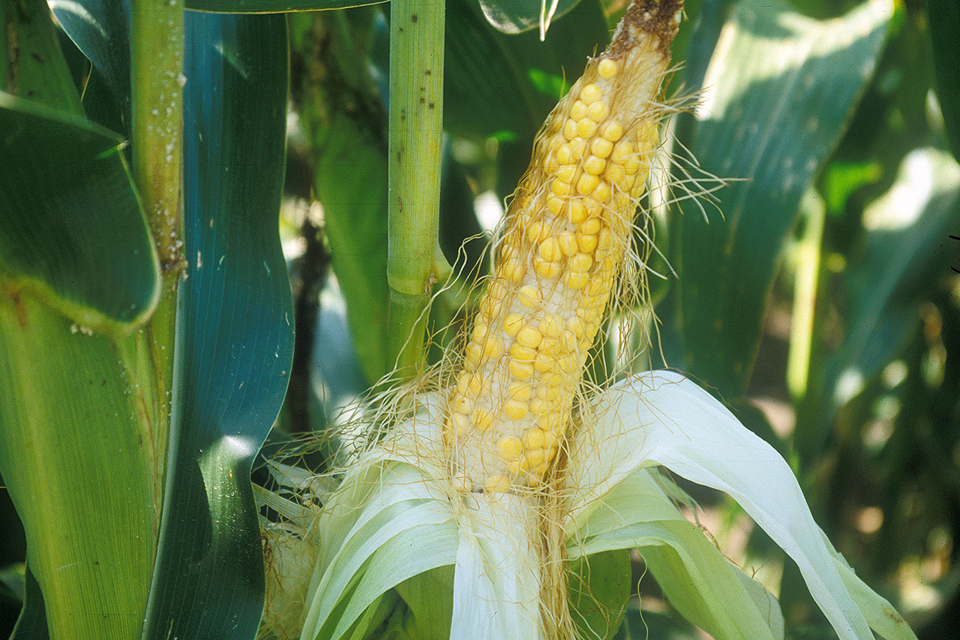 corn on stalk