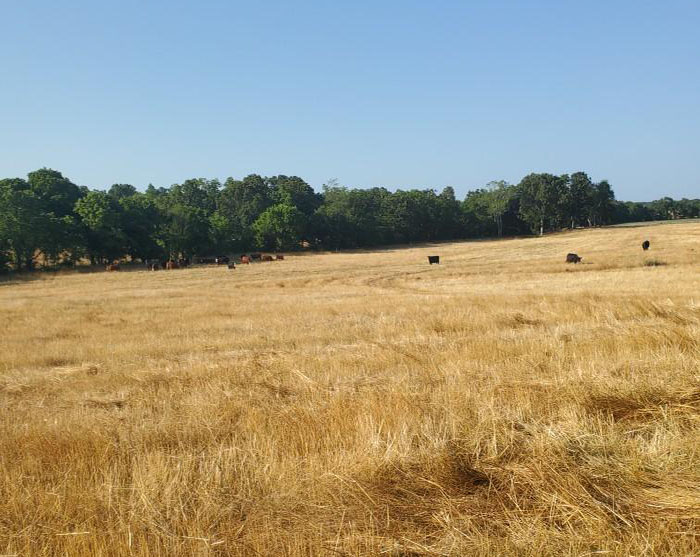 fescue pasture affected by drought
