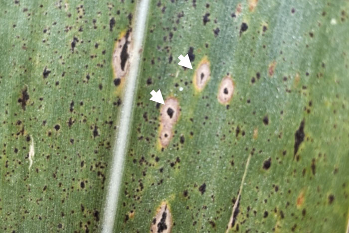 black spots with tan halos on green corn leaf