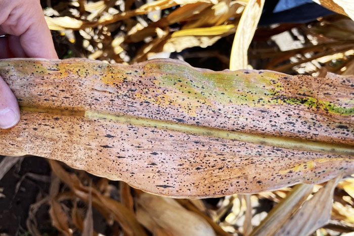 black spots with tan halos on brown corn leaf