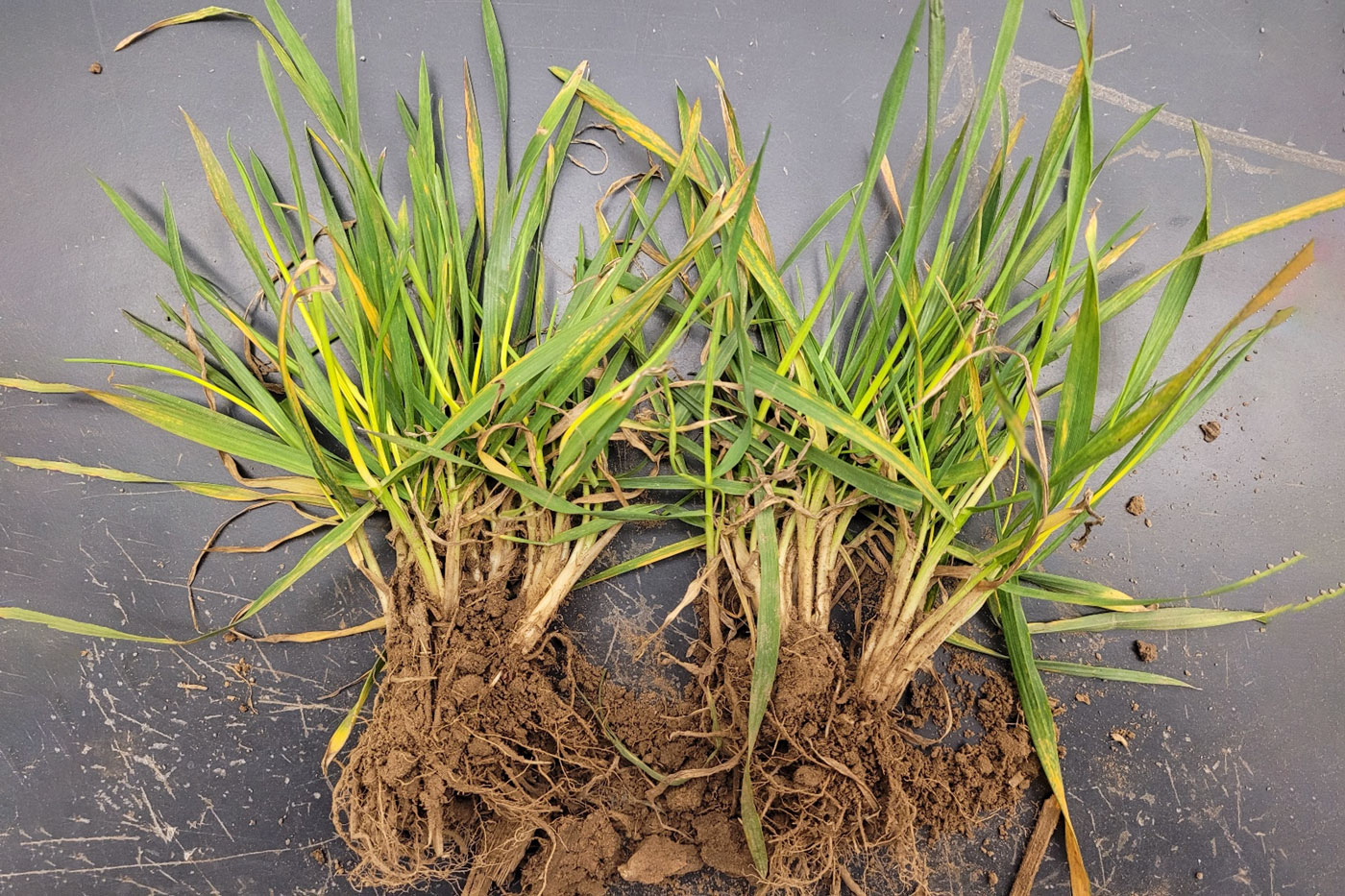 grass with attached roots and yellowing leaf blades