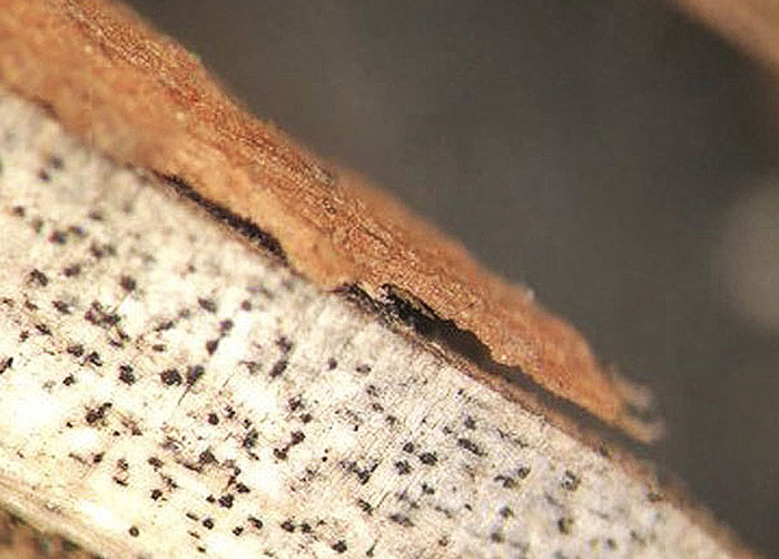 close up image of soybean stem with black spots