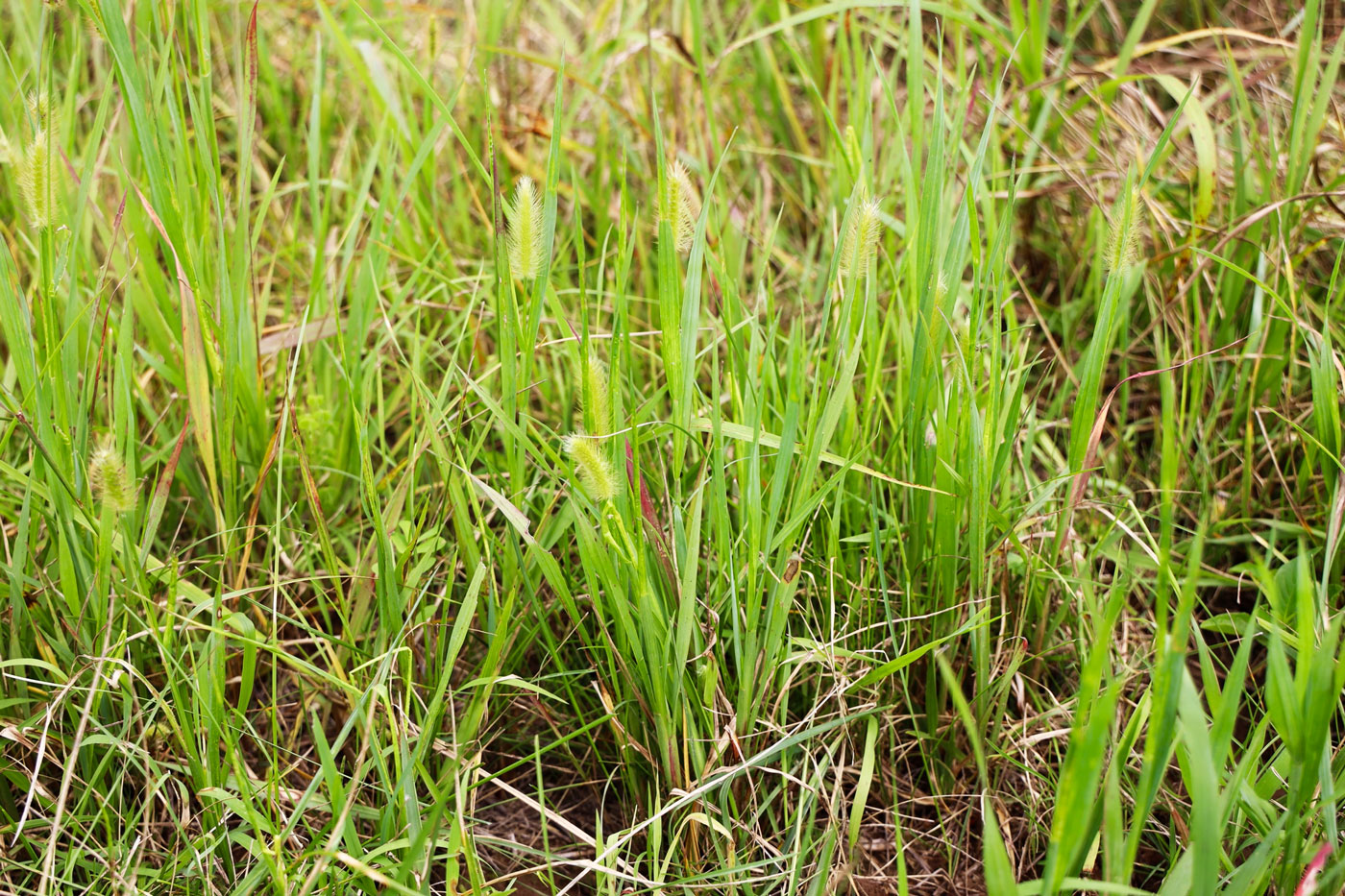 tall grass field