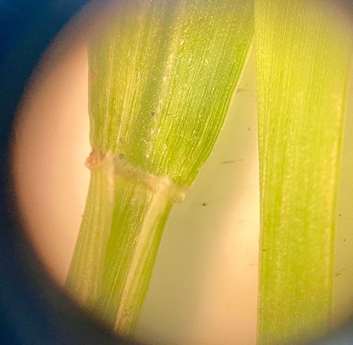 microscope view of stem