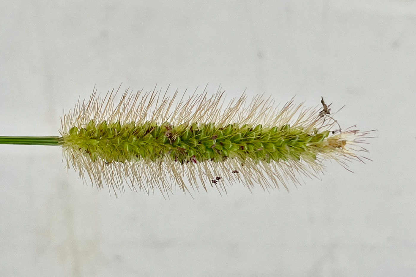 seed head