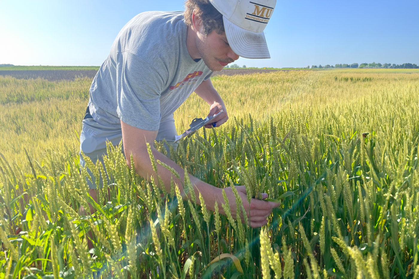 Wheat Scab or Fusarium Head Blight in Wheat - Management considerations ...