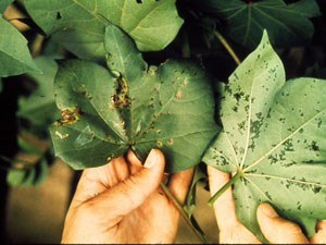 Bacterial-Blight on leaves