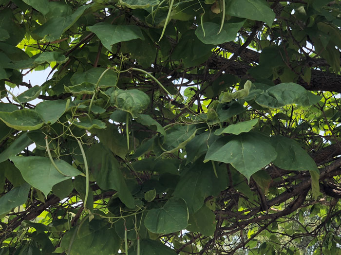 Catalpa trees expressing symptoms of off-target growth regulator herbicide injury