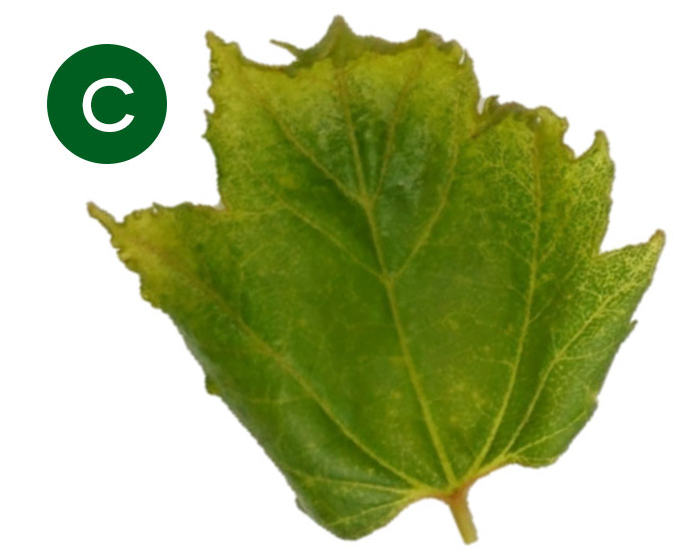 maple leaf with dicamba damage