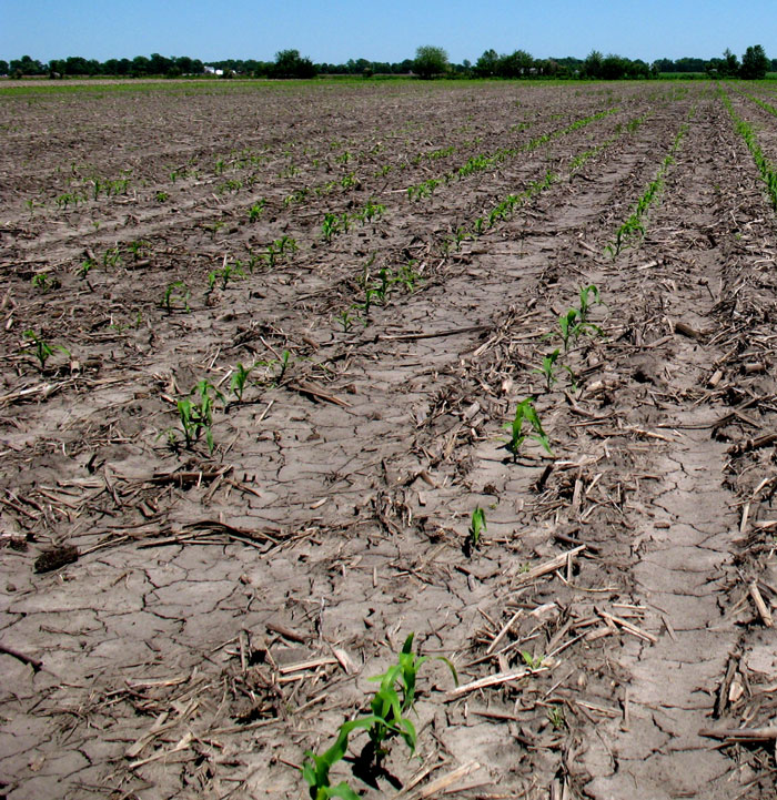 field with rows of inmature corn
