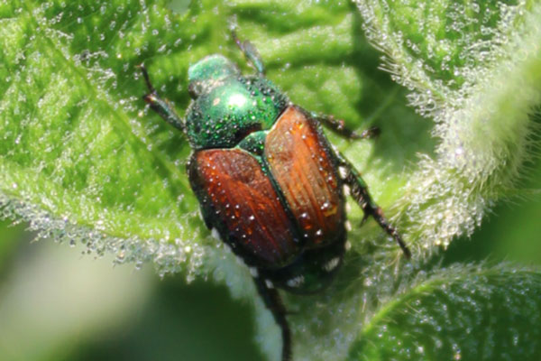 Flooding Unlikely To Affect Japanese Beetle Populations Integrated Crop And Pest Management