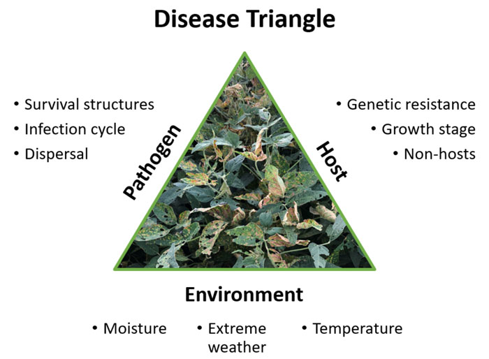 diagram showing the disease triangle