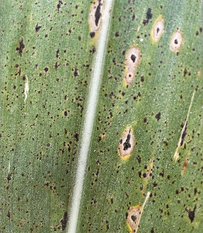 corn leaf with black spots with some surrounded by brown rings.