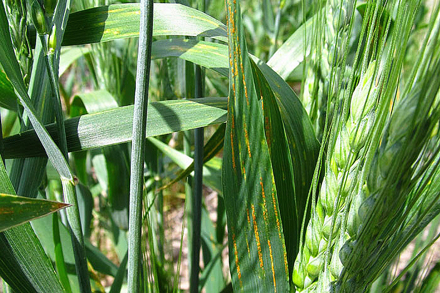 close up of green wheat leaves with orange stripes