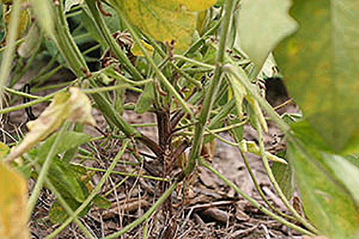 soybean plant with yellowing of leaves