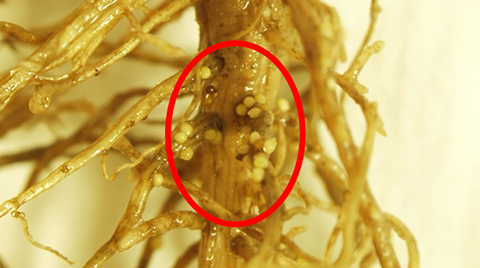 soybean root with nodules