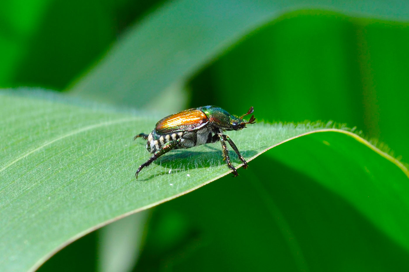 japanese beetle on corn leaf