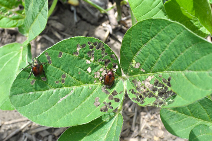 japanese beetles eating soybean leaves