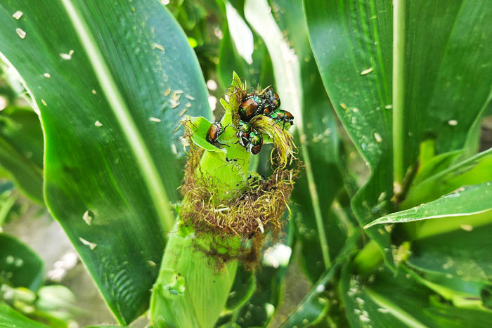 japanese beetles feeding on corn