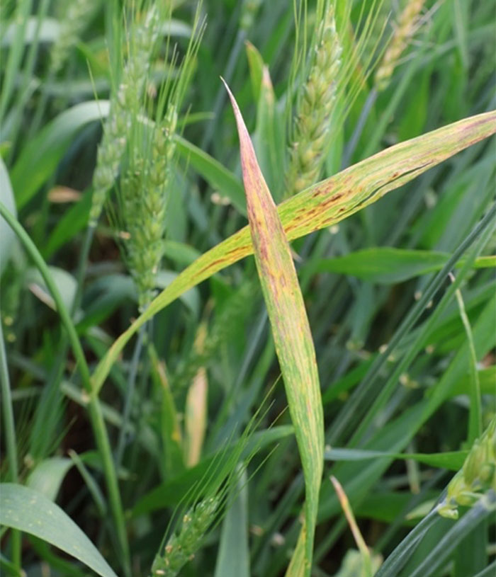 wheat leaves with yellowing