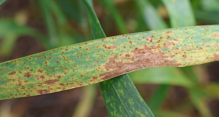 wheat leaf with brown streaks