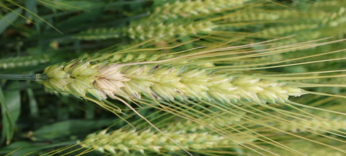 wheat head with discolored spikelet