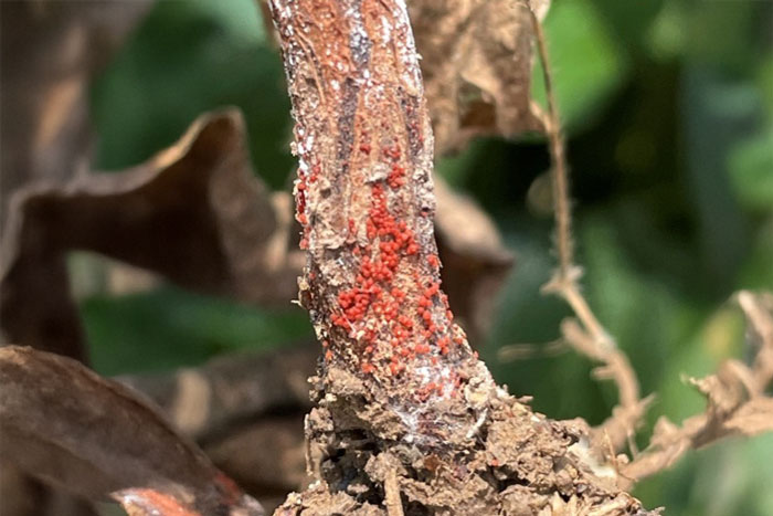 soybean root with small red balls just above root mass on stalk