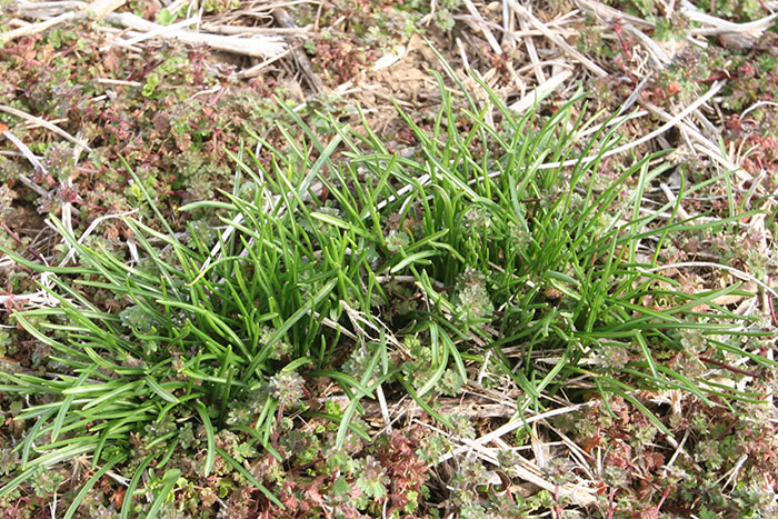 clups of inmature grass