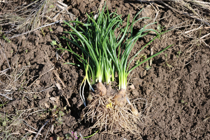 clump of exposed grass with roots