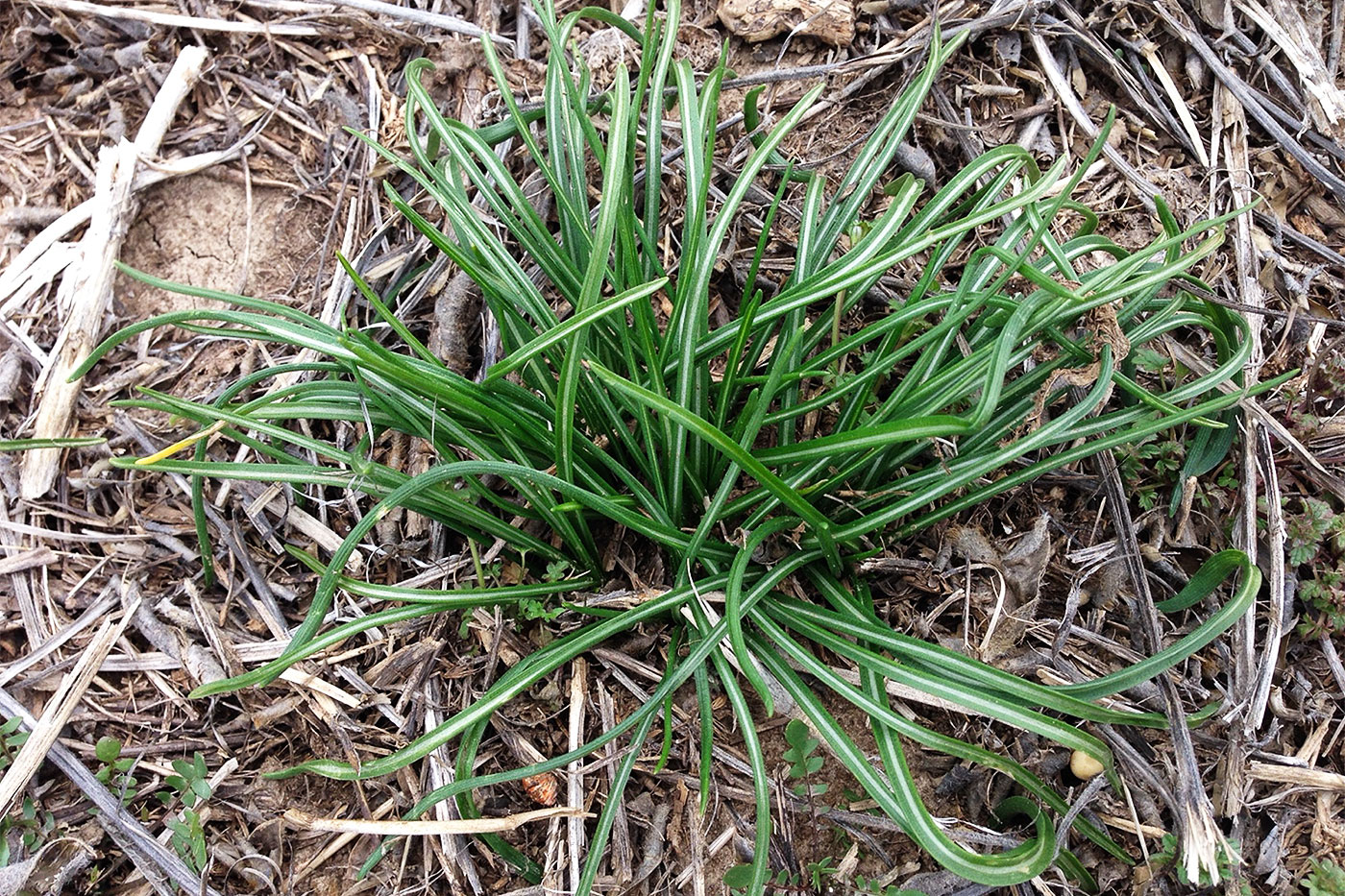 clump of mature grass