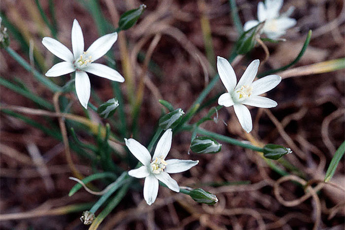 grass with with flowers
