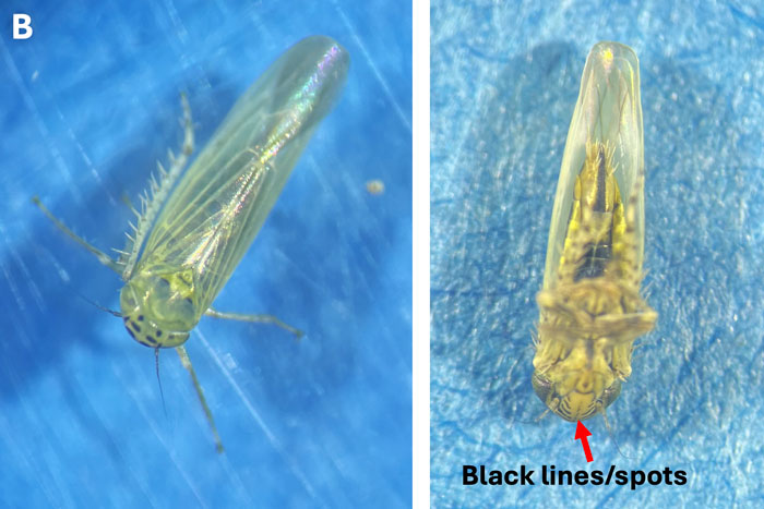 side by side, top and bottom view of insect