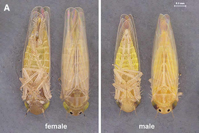 side by side of two insects, top and bottom view