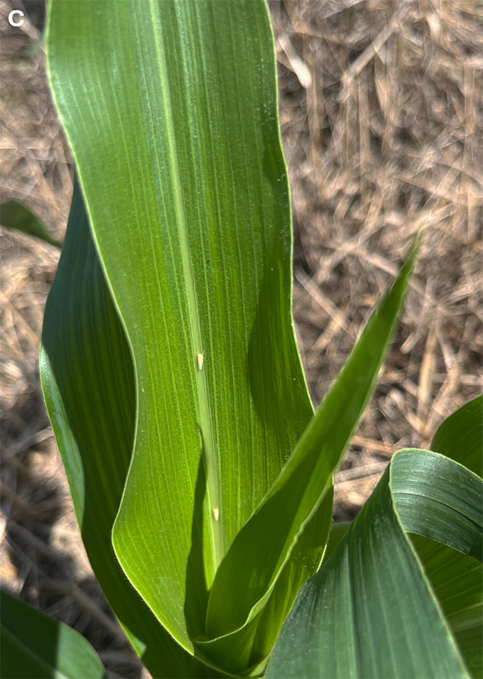 corn leaf with two small white insects