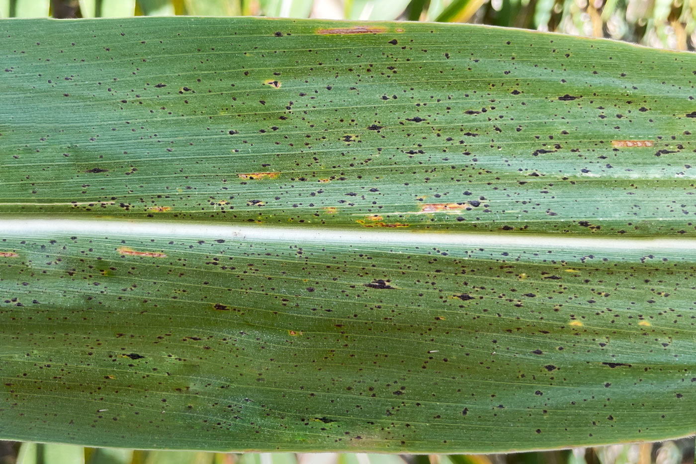 Tar spot of corn increases its footprint in Missouri - Tar spot–one ...