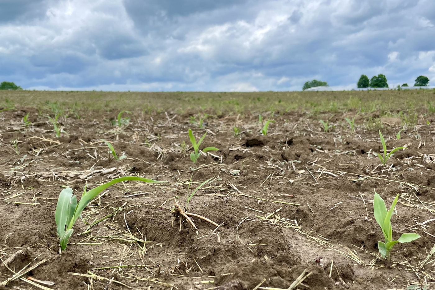Missouri Weather Update Next week will be more typical of May It has