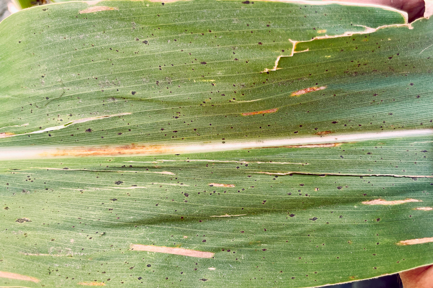 Tar Spot and Fungicide Applications - Tar spot is making another early ...