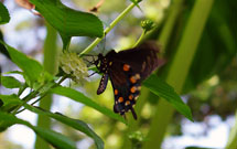 pipe-vine swallowtail