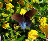 pipevine swallowtail