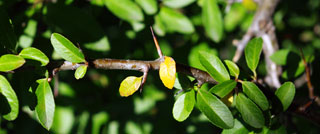 pyracantha thorns, be careful of the sharp thorns when near this shrub