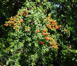 pyracantha firethorn bush, the glossy dark-green leaves are oval-shaped with serrated edges
