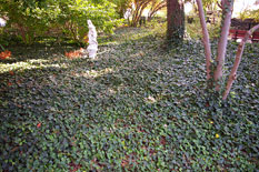 english ivy plants rarely need pruning except when they invade unintended areas