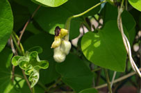 close-up of pipe-shaped flower on the pipevine branch