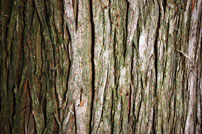 Thicker, shaggier and more coarsely ridged bark is thought to provide the species an additional degree of fire resistance.