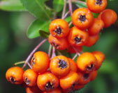 pyracantha fruit