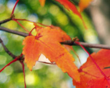 Leaves turn red because a red chemical is made from sugar trapped in the leaves.