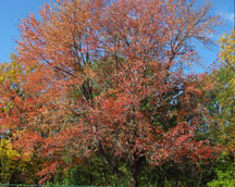 red maple tree in fall