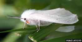 Photo from David Cappaert, Bugwood.org: Adult white moth