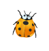 big-eyed bug