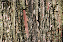 bark is gray-brown to red-brown with vertical cracks and a stringy texture